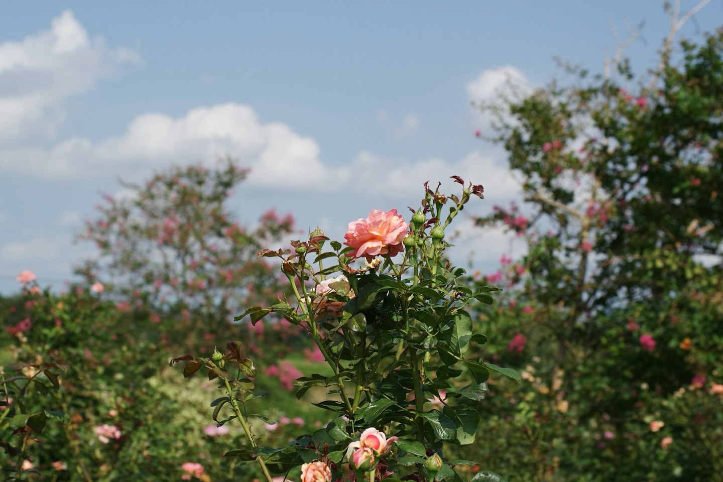 🌹How Ginza Tomato’s Rose Placenta® is Made

We use organic Bulgarian Damask roses, close to the original wild species.
Cells are collected from the placenta at 2–3 weeks after pollination, the period when the rose placenta is most active, and then purely cultured.
The extract is obtained by water extraction from these cultured placenta cells.
This method allows for a stable supply that is not affected by external factors such as climate.
The entire manufacturing process, including this method, is patented.

Experience the power of our pure Rose Placenta® today.

───･･･────────────･･･───

【 Ginza Tomato USA 】
・ Based in Los Angeles, originally from Japan
・ Leading raw ingredient manufacturers in Japan

【 Rose Placenta ® 】
・ The world's first & World patent
・ Extracted placenta from Organic Damask rose
・ High quality, safe, and effective

───･･･────────────･･･───

#madeinJapan #RosePlacenta #Japanquality #authenticskincare #roseskincare #organicroseoil #plantbasedskincare #roseoil #organicrose