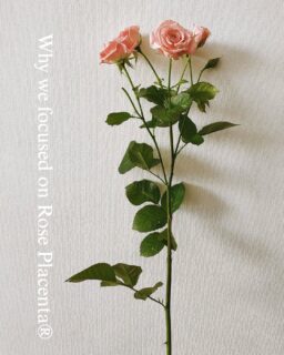 Why We Focused on Rose Placenta 🌹

Roses are more than just beautiful. We were amazed to learn they have the power to renew themselves.
One secret is EGF (Epidermal Growth Factor) found in our Rose Placenta® Extract. EGF was discovered in research that received a Nobel Prize, and it helps support your skin’s natural renewal rhythm— leaving it smoother, brighter, and glowing with life.
We simply wanted to share that rose energy with your skin. 😌🌹

───･･･────────────･･･───

【 Ginza Tomato USA 】
・ Based in Los Angeles, originally from Japan
・ Leading raw ingredient manufacturers in Japan

【 Rose Placenta ® 】
・ The world's first & World patent
・ Extracted placenta from Organic Damask rose
・ High quality, safe, and effective

───･･･────────────･･･───

#madeinJapan #RosePlacenta #Japanquality #authenticskincare #roseskincare #organicroseoil #plantbasedskincare #roseoil #organicrose